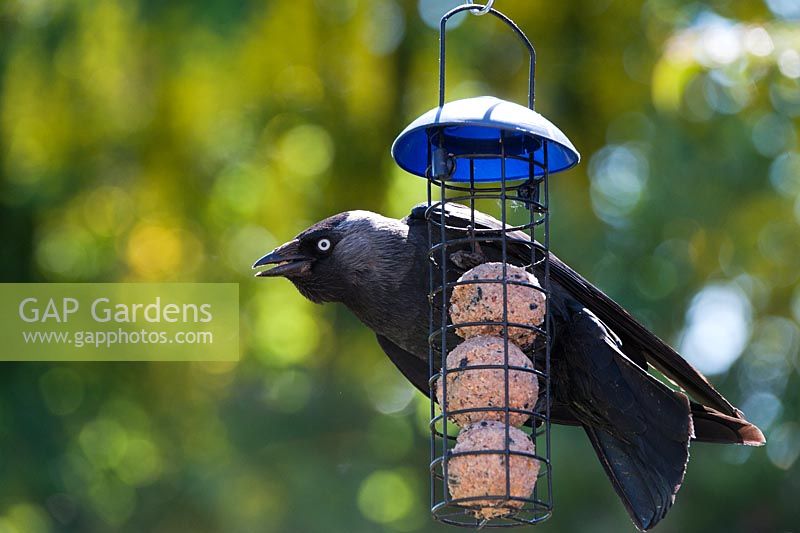 Corvus monedula - Jackdaw on a suet ball feeder