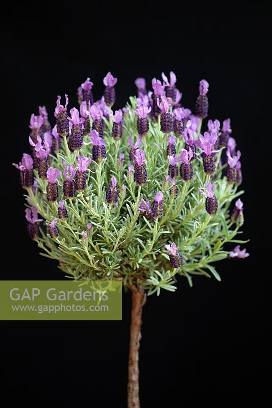 Lavandula stoechas 'Anouk' - French Lavender bush against black background