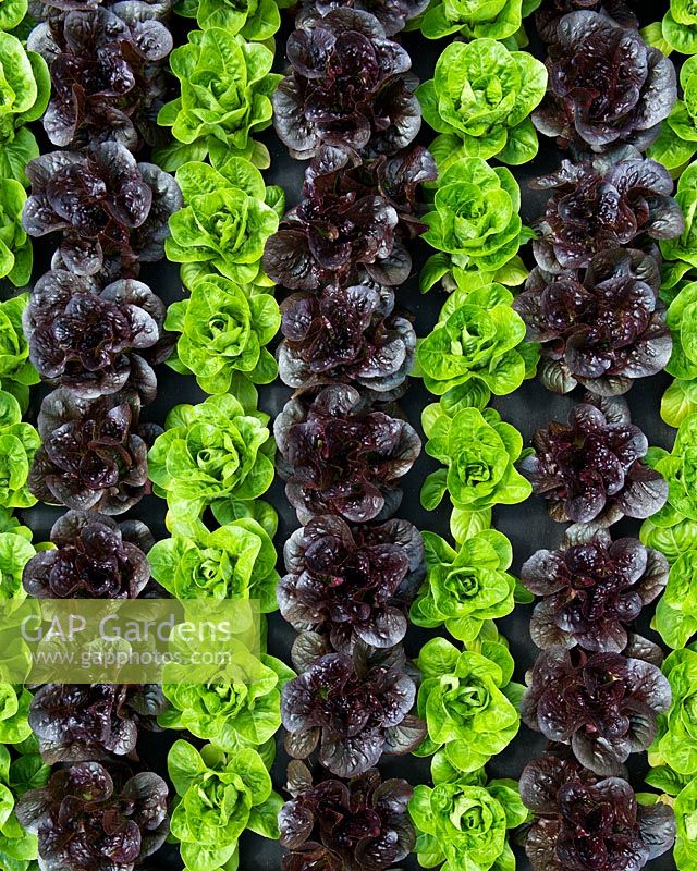 Lactuca sativa - Rows of green and dark loose leaf lettuces in a vegetable patch