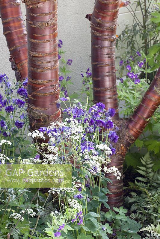 Prunus serrula, Anthriscus sylvestris 'Ravenswing' and Aquilegia 'Blue Barlow' - The Unexpected Gardener, Gold medal winner - RHS Chelsea Flower Show 2010