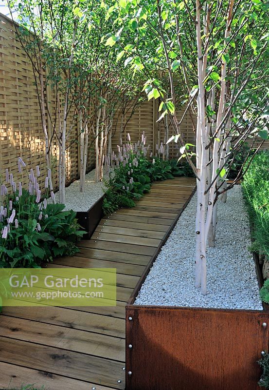 Sloping Oak waikway lined with Betula - Birches. The Go Modern Garden, Silver medal winner at RHS Chelsea Flower Show 2010