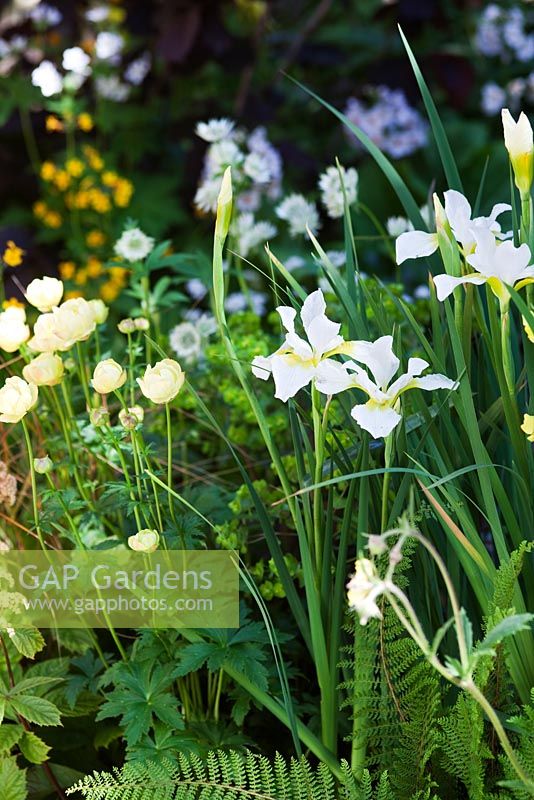 Iris Sibirica 'Dreaming Yellow' and Trollius. The 'Music on the Moors' garden - Gold medal winner at RHS Chelsea Flower Show 2010 
 