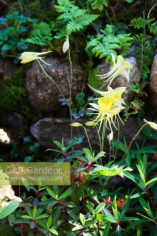 Aquilegia 'Yellow Queen'. The 'Music on the Moors' garden - Gold medal winner at RHS Chelsea Flower Show 2010 