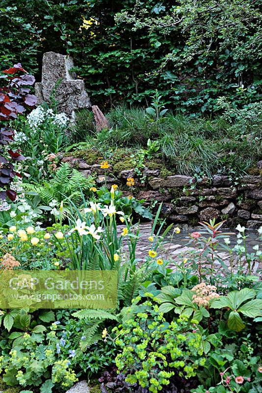 Borders of Iris, Trollius, Rodgersia and Alchemilla mollis, Corylus maxima 'Purpurea', Primula chungensis. The 'Music on the Moors' garden - Gold medal winner at RHS Chelsea Flower Show 2010 