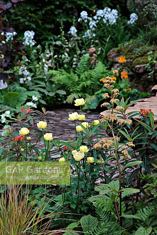Trollius x cultorum 'Alabaster', Rodgersia and Euphorbia. The 'Music on the Moors' garden - Gold medal winner at RHS Chelsea Flower Show 2010 