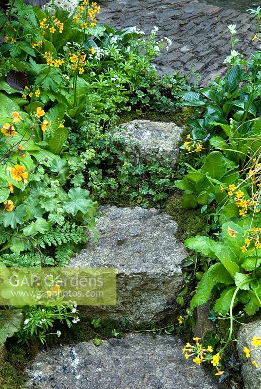 Granite steps through damp-loving plants including Ferns and Primulas, leading to cobbled path. The 'Music on the Moors' garden - Gold medal winner at RHS Chelsea Flower Show 2010 