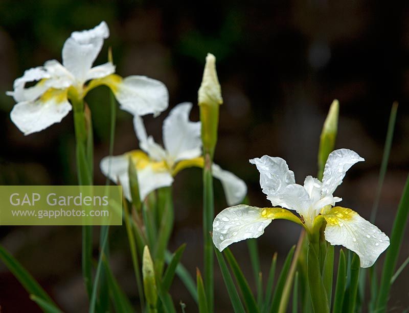Iris. The 'Music on the Moors' garden - Gold medal winner at RHS Chelsea Flower Show 2010 
 