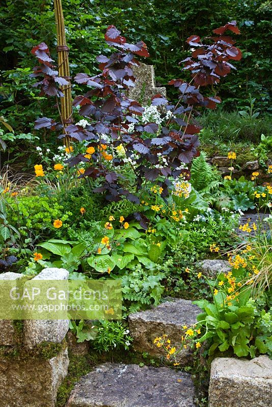 Steps lead up through a stone wall bordered with Corylus maximus 'Purpurea', Geum, Hosta, Primula, Euphorbia, Gallium odoratum and Ferns. The 'Music on the Moors' garden - Gold medal winner at RHS Chelsea Flower Show 2010 
