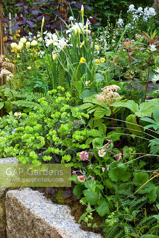 A stone wall with planting of Trollius 'Cheddar', Iris sibirica 'Dreaming Yellow', Geum, Euphorbia, Rodgersia and ferns. The 'Music on the Moors' garden - Gold medal winner at RHS Chelsea Flower Show 2010 