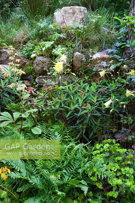 A stone wall and planting including Ferns, Rodgersia, Euphorbia and Aquilegia 'Lemon Queen'. The 'Music on the Moors' garden - Gold medal winner at RHS Chelsea Flower Show 2010
 