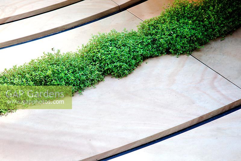 Thyme growing through contemporary paving - Global Stone Bee Friendly Plants Garden, Silver medal winner at RHS Chelsea Flower Show 2010