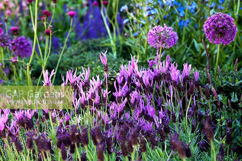 Lavandula and Allium - Global Stone Bee Friendly Plants Garden, Silver medal winner at RHS Chelsea Flower Show 2010