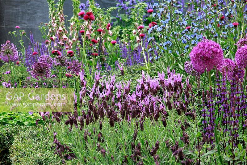 Lavandula, Allium and Digitalis - Global Stone Bee Friendly Plants Garden, Silver medal winner at RHS Chelsea Flower Show 2010 
