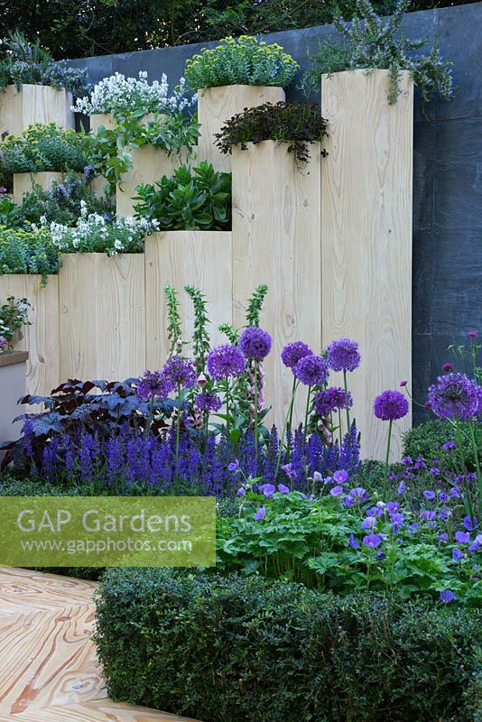 Tall wooden planters and flowerbeds of Allium, Salvia and Geranium - Global Stone Bee Friendly Plants Garden, Silver medal winner at RHS Chelsea Flower Show 2010