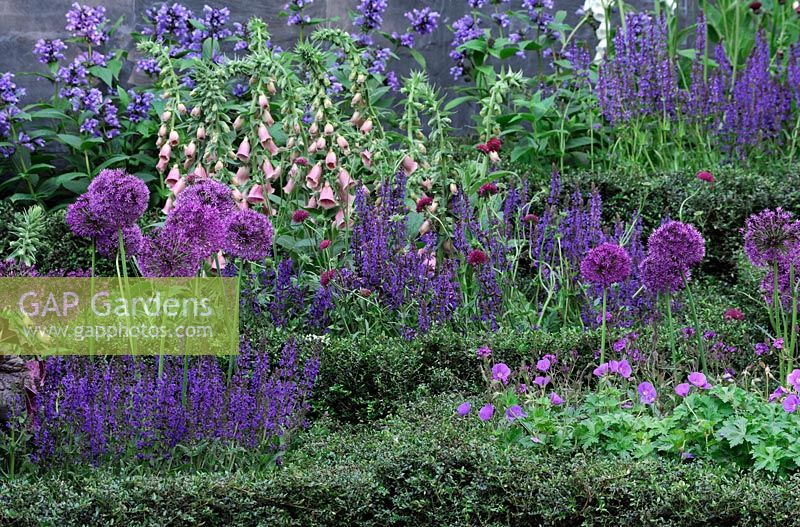 Flowerbeds of Allium, Salvia and Geranium with clipped edging - Global Stone Bee Friendly Plants Garden, Silver medal winner at RHS Chelsea Flower Show 2010 
