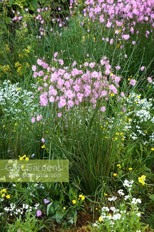 Lychnis flos-cuculi 'Jenny' and Primula veris. The HESCO Bastion Garden, Gold medal winner at RHS Chelsea Flower Show 2010 