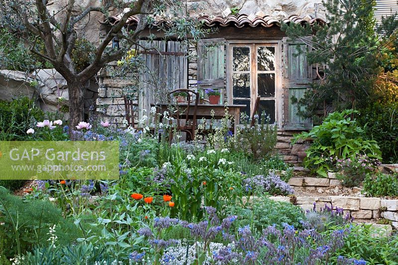 Mediterranean style garden planted with Lavandula - Lavender, Papaver - Poppies and Olive trees. The L'Occitane Garden, Silver medal winner at RHS Chelsea Flower Show 2010 
 