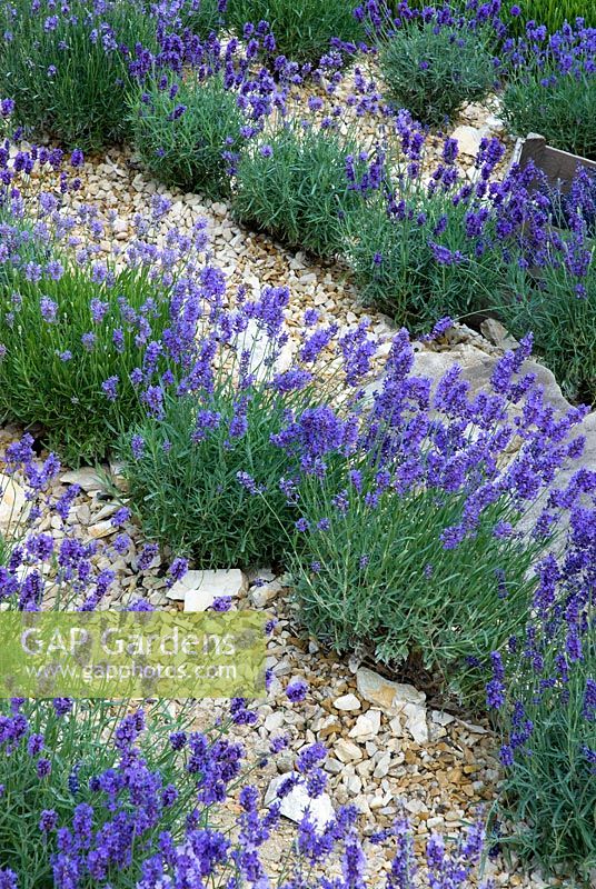 Rows of Lavandula - Lavender planted amongst gravel. The L'Occitane Garden, Silver medal winner at RHS Chelsea Flower Show 2010 