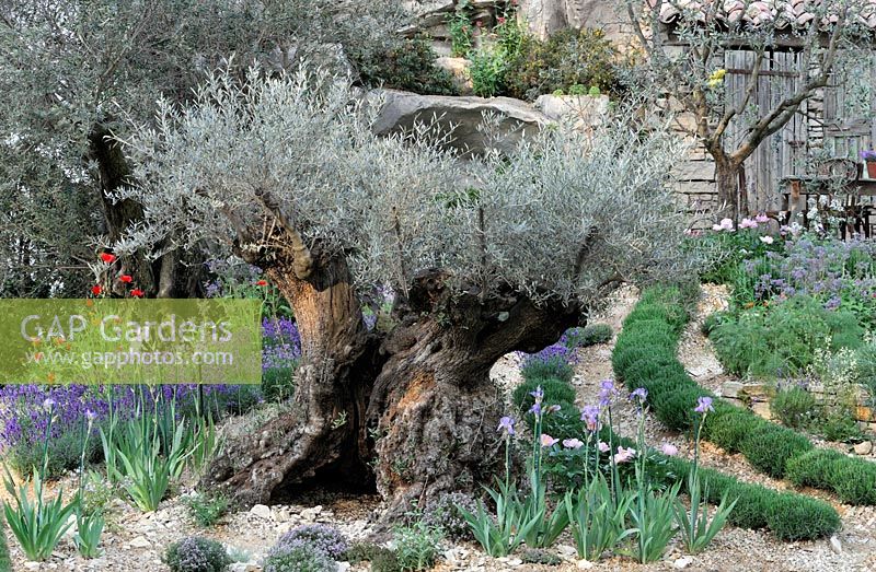 Gap Gardens Mature Olea Europea Olive Tree Aprox 300 Years Old