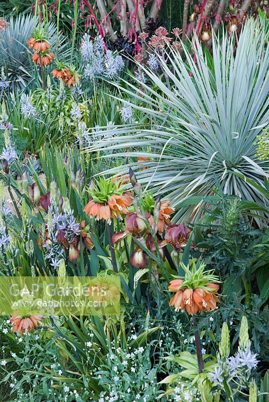Yucca rostrata underplanted with Iris 'Action Front', Fritillaria imperialis and Camassia - Foreign and Colonial Investments Garden, Silver Gilt medal winner, RHS Chelsea Flower Show 2010 