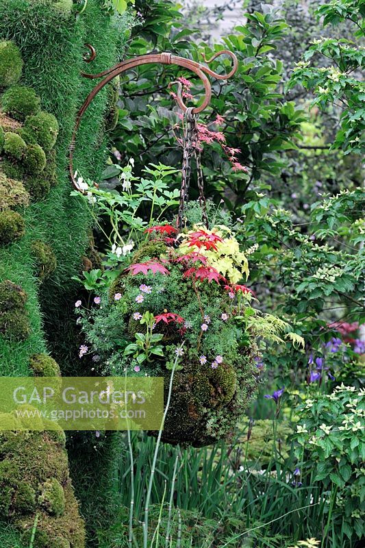 Hanging basket with Acers and Dicentra on moss covered wall - Kazahana - A light snow flurry from a cloudless sky, Silver medal winner, RHS Chelsea Flower Show 2010 
