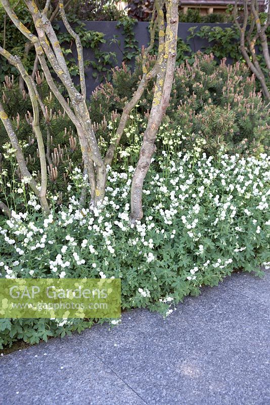 Kebony - Naturally Norway Garden, Silver Gilt medal winner, RHS Chelsea Flower Show 2010