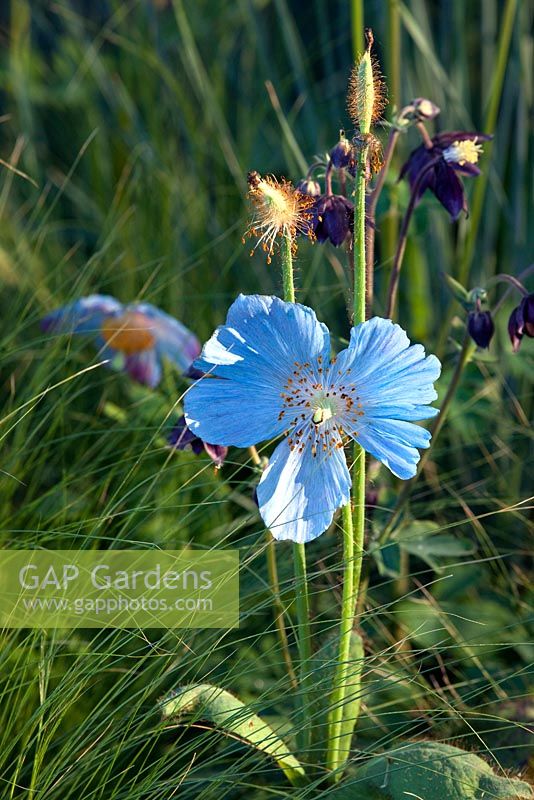 Meconopsis betonicifolia with Stipa tenuissima in Kebony - Naturally Norway Garden, Silver Gilt medal winner, RHS Chelsea Flower Show 2010