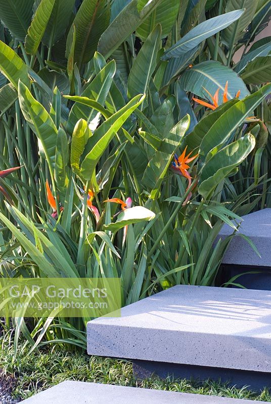 Strelitzia reginae - Bird of Paradise growing next to steps - Trailfinders Australian Garden, Gold medal winner, RHS Chelsea Flower Show 2010 