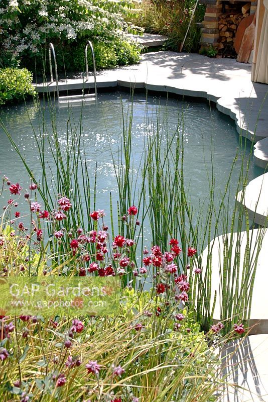 Plunge pool with Aquilegia in foreground. The Children's Society garden, Gold medal winner, RHS Chelsea Flower Show 2010 
 