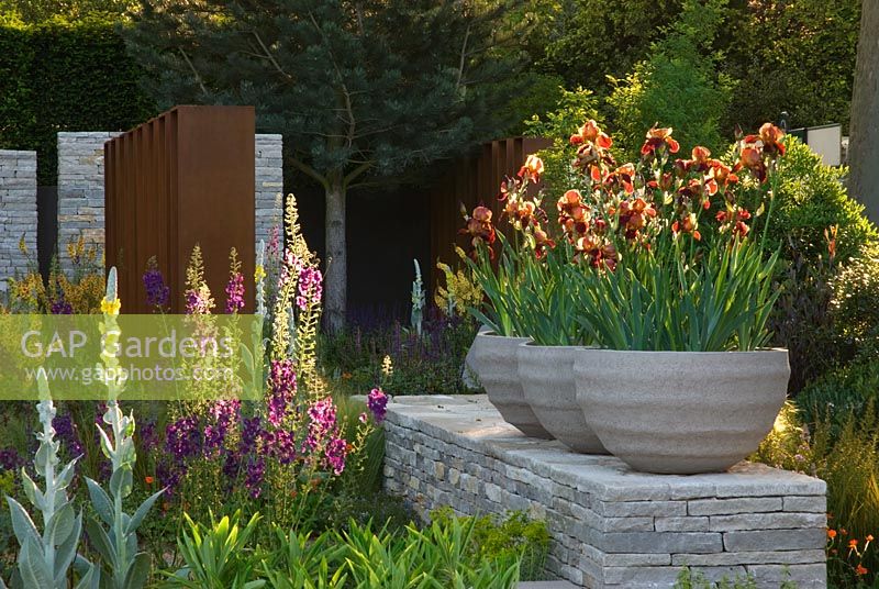Verbascum phoenicum 'Violetta' and Iris 'Action Front' in stone containers - The Daily Telegraph Garden, Best in Show, Gold medal winner, Chelsea Flower Show 2010