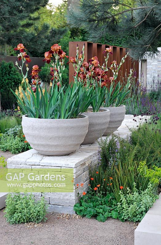 Iris 'Action Front' in stone tubs placed on dry stone wall - The Daily Telegraph Garden, Best in Show, Gold medal winner, Chelsea Flower Show 2010
