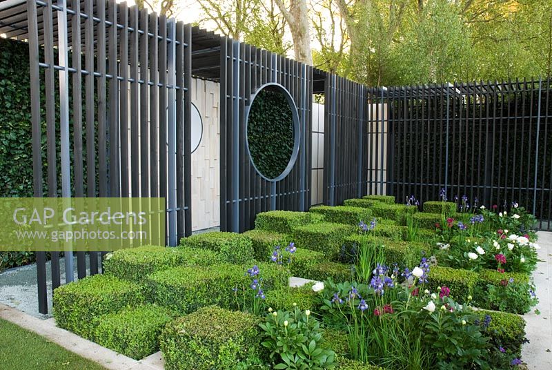 Cubes of Buxus sempervirens in front of a louvered timber cloister, interplanted with Iris sibirica 'Tropic Night', Paeonia 'Jan van Leeuwen' and Primula japonica 'Millers Crimson'. The Cancer Research UK Garden, Gold Medal Winner RHS Chelsea Flower Show 2010 