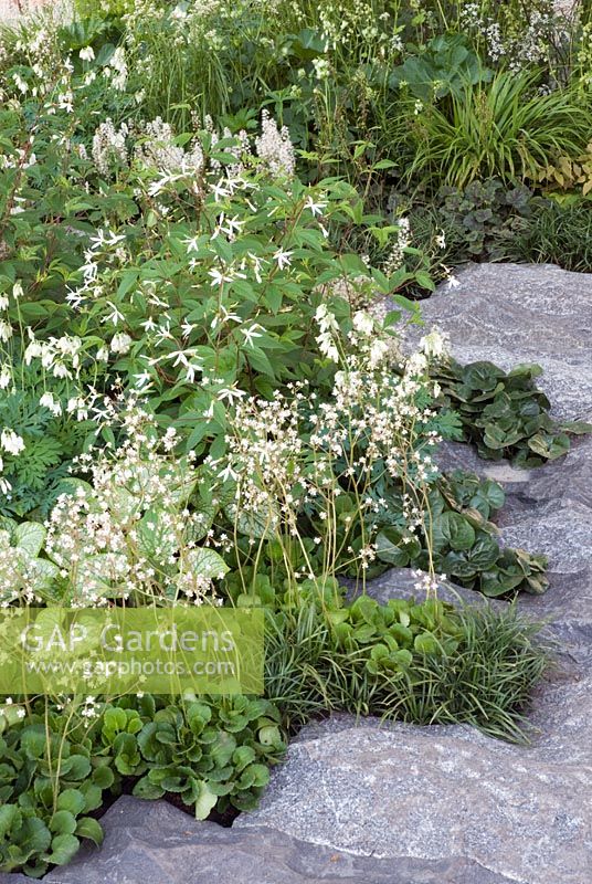 Saxifragia umbrosa and Gillenia trifoliata next to a granite path. The Cancer Research UK Garden, Gold Medal Winner RHS Chelsea Flower Show 2010 