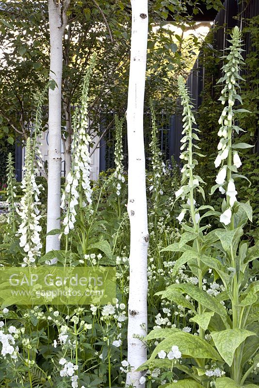 Betula utilis var. 'jacquemontii' and Digitalis. The Cancer Research UK Garden, Gold Medal Winner RHS Chelsea Flower Show 2010 
