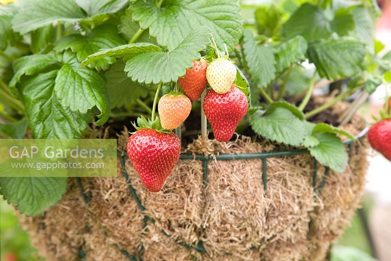 Strawberry 'Honeoye' in a hanging basket - RHS Chelsea Flower Show 2010