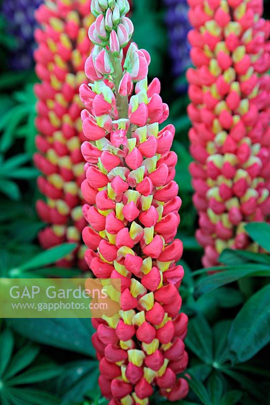 Lupinus 'Tequila Flame'. RHS Chelsea Flower Show 2010
 
