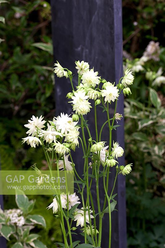Aquilegia vulgaris 'White Barlow' - RHS Chelsea Flower Show 2010
