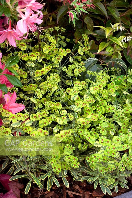 Euphorbia martinii 'Ascot Rainbow' and Rhododendron 'Jolie Madame' - RHS Chelsea Flower Show 2010
