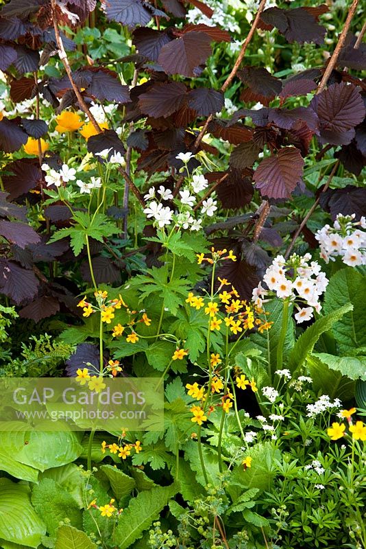 Geranium sylvaticum 'Album,' Primula chungensis and Gallium odoratum - Music on The Moors, Gold Medal winner at RHS Chelsea Flower Show 2010