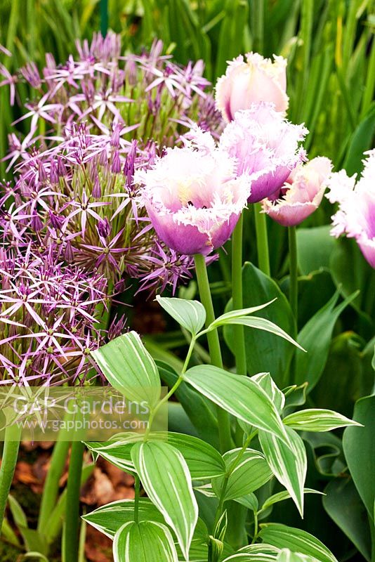 Disporum sessile 'Variegatum', Tulipa 'Cummins' and Allium christophii - RHS Chelsea Flower Show 2010 
