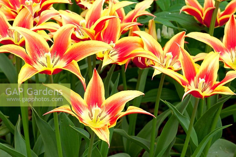 Tulipa 'Aladdin's Record' - RHS Chelsea Flower Show 2010 
