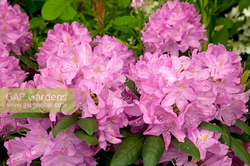 Rhododendron 'Roseum Elegans' - RHS Chelsea Flower Show 2010 
