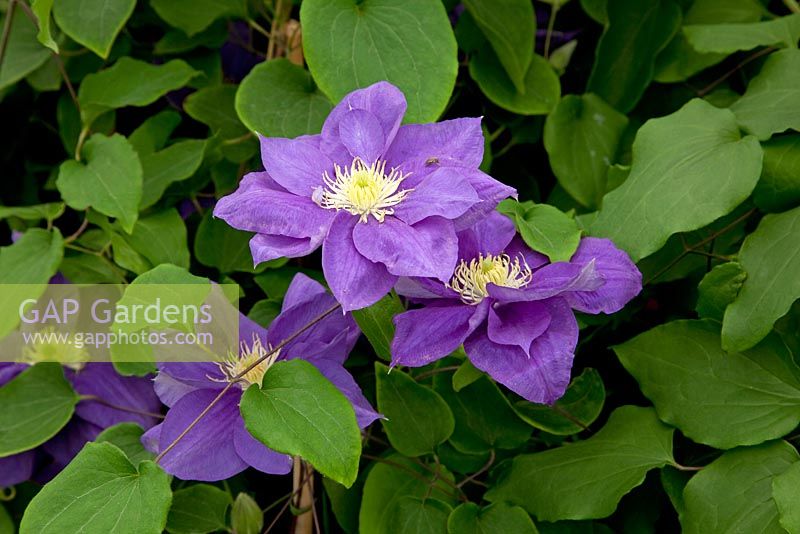 Clematis 'Kingfisher' - RHS Chelsea Flower Show 2010 
