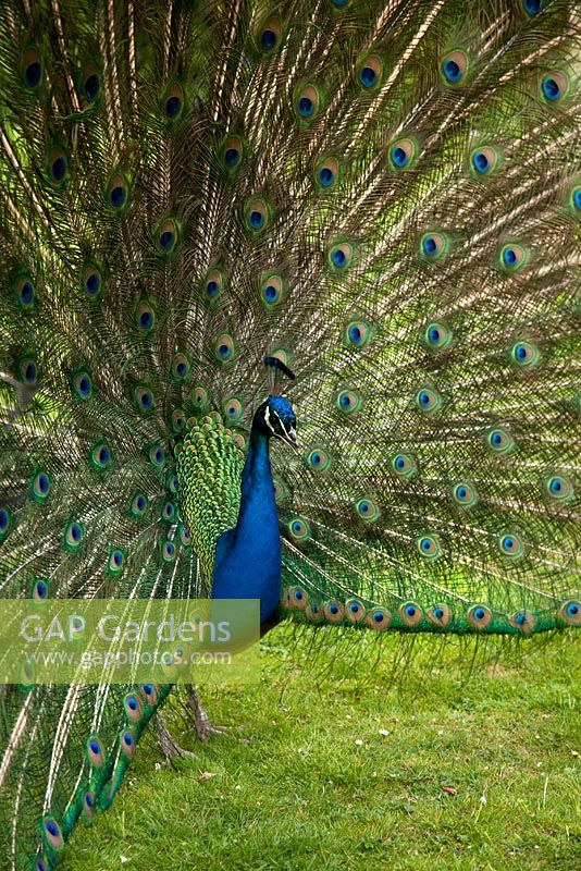 Peacock - RHS Chelsea Flower Show 2010 