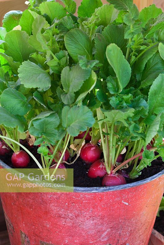 Radishes growing in old bucket.  RHS Chelsea Flower Show 2010 
 