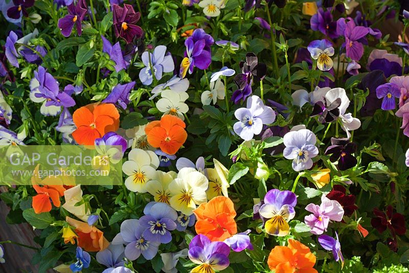 Viola plants growing in container.  RHS Chelsea Flower Show 2010 
 