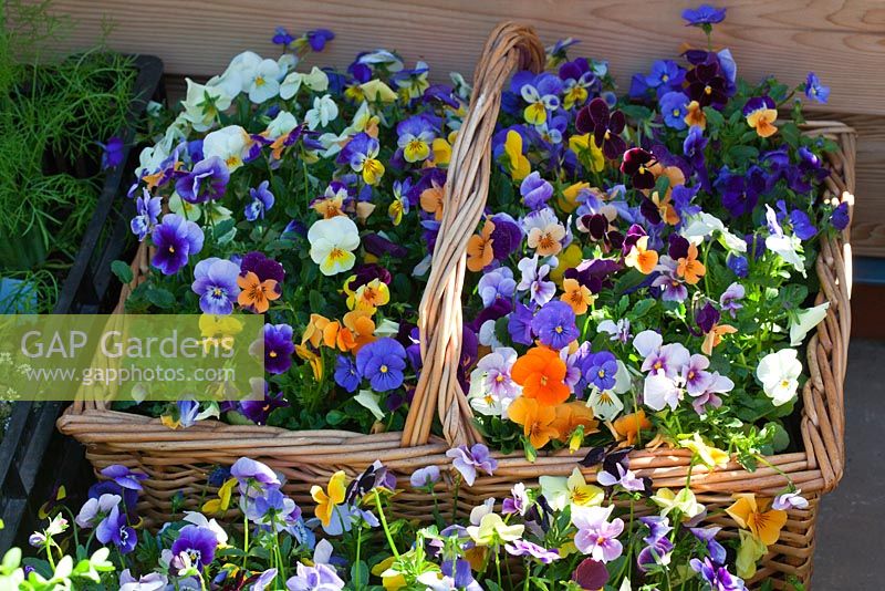Viola plants growing in basket.  RHS Chelsea Flower Show 2010 
 