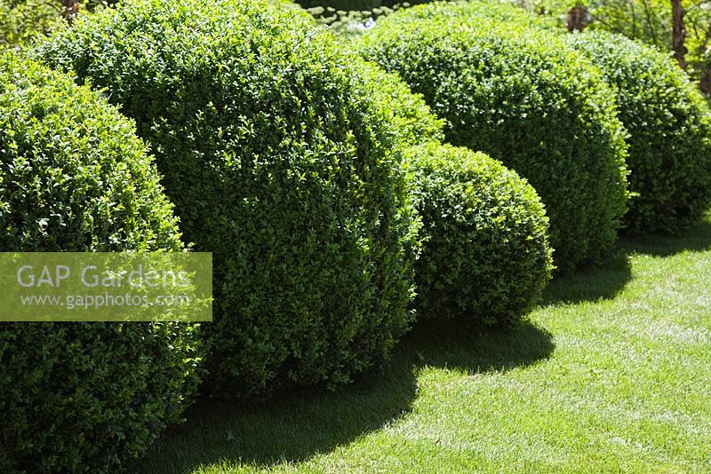 Clipped Buxus balls, RHS Chelsea Flower Show 2010 