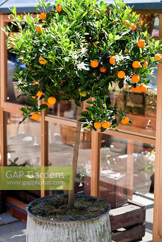 Citrus Mitis - Calamondin at the Gabriel Ash products stand, RHS Chelsea Flower Show 2010
