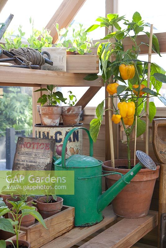 Capsicum annuum - Peppers in terracotta pot on potting bench, RHS Chelsea Flower Show 2010 